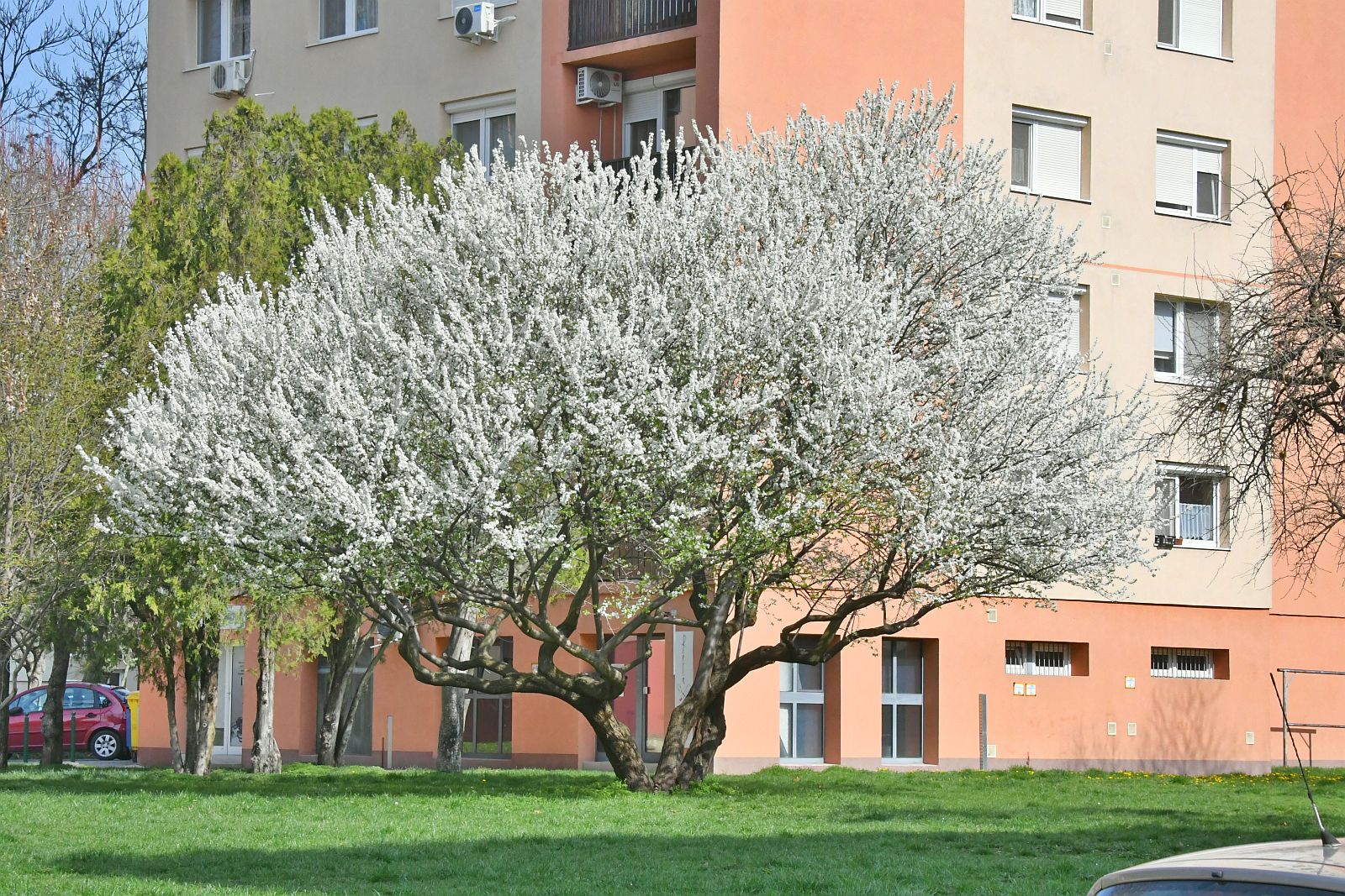 Virágba borult fák és bokrok Székesfehérvár közterületein kora tavasszal